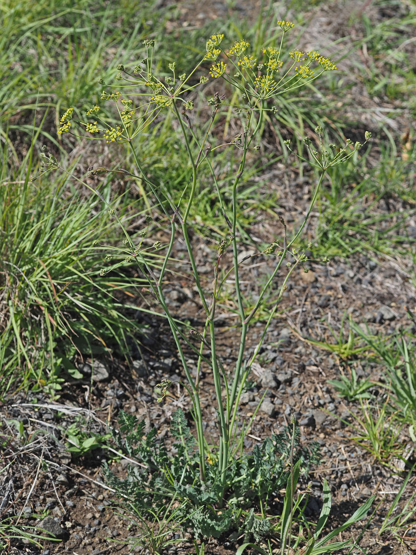 Image of Afrosciadium caffrum (Meisn.) Winter