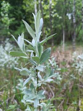 Image of Salix lapponum L.