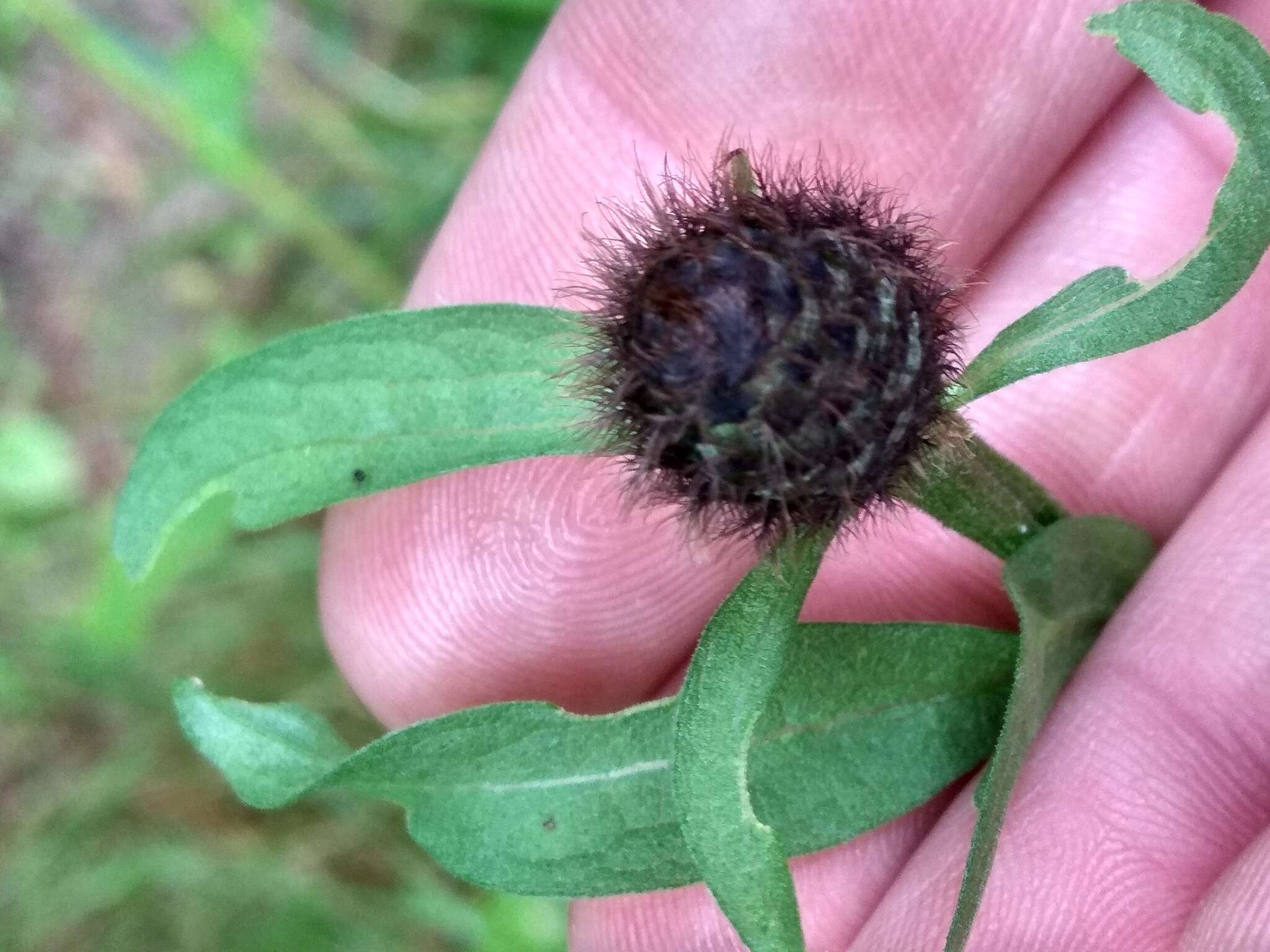 Image of wig knapweed