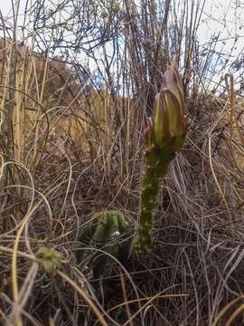 Echinopsis bridgesii subsp. bridgesii resmi