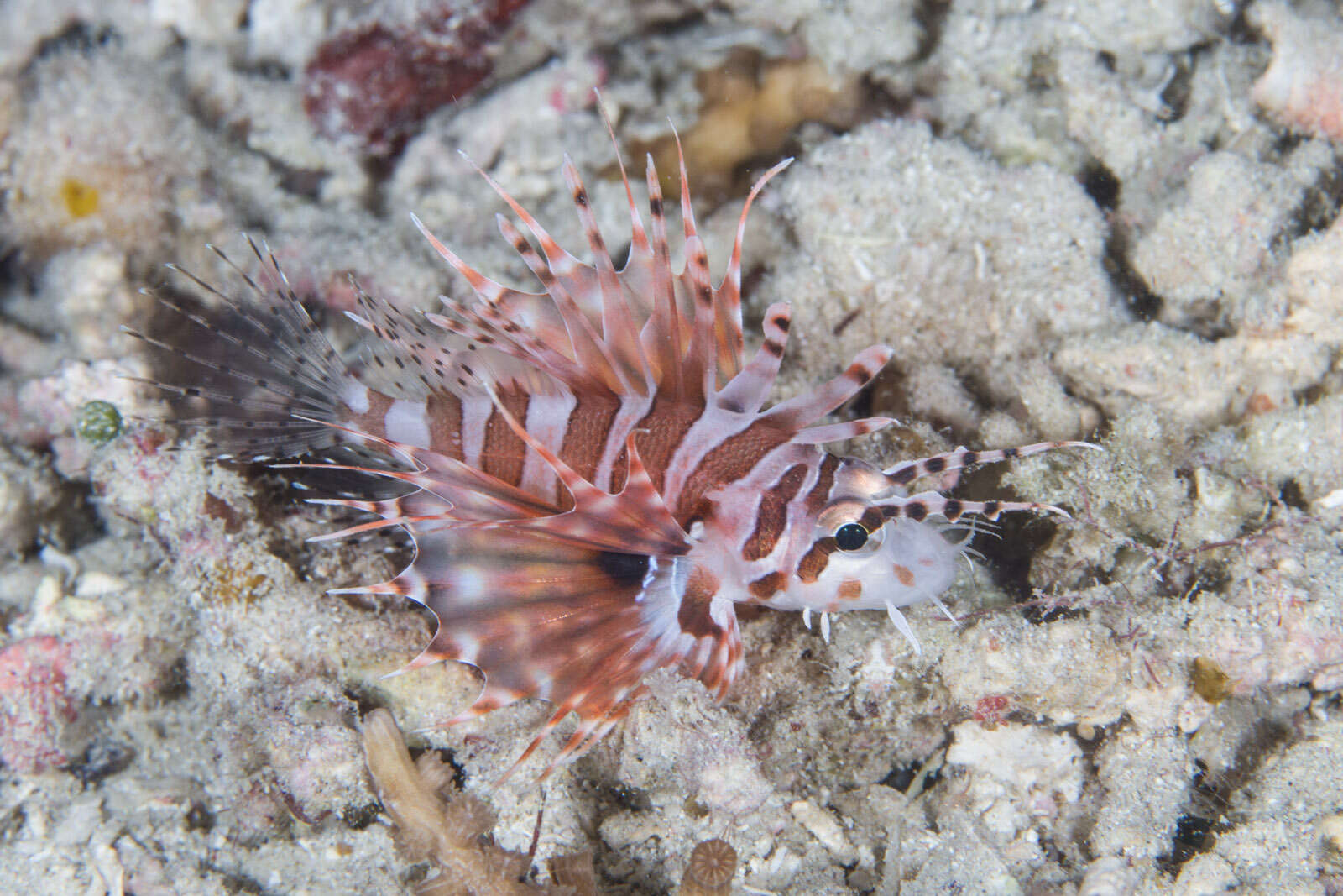 Dendrochirus zebra (Cuvier 1829) resmi