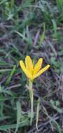 Image of Narcissus cavanillesii Barra & G. López