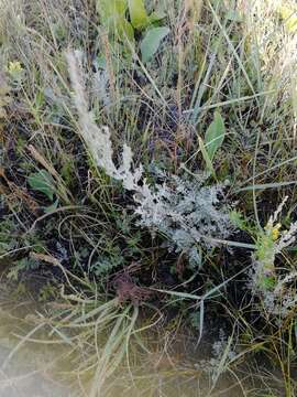 Image of Artemisia austriaca Jacq.