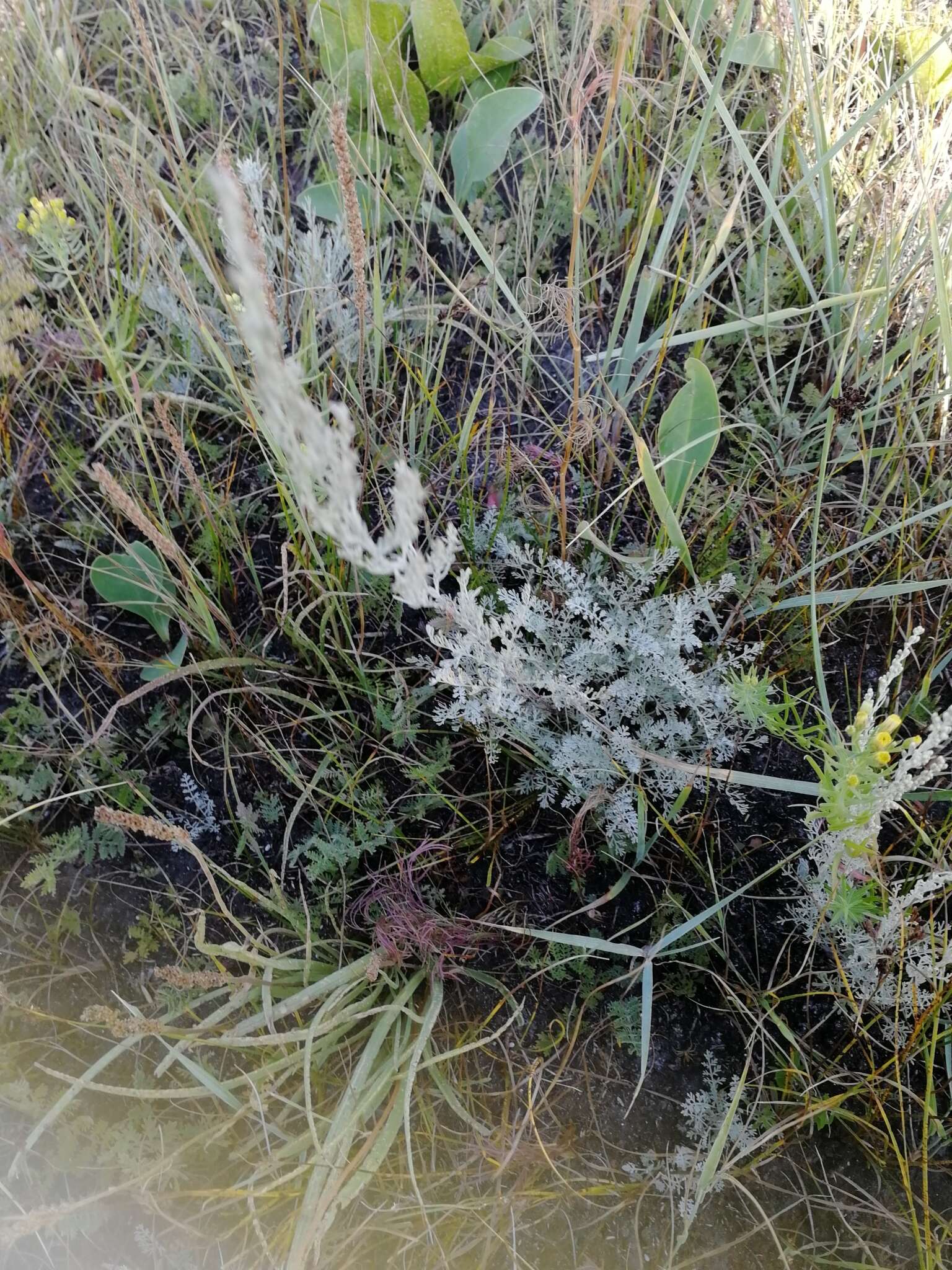 Слика од Artemisia austriaca Jacq.