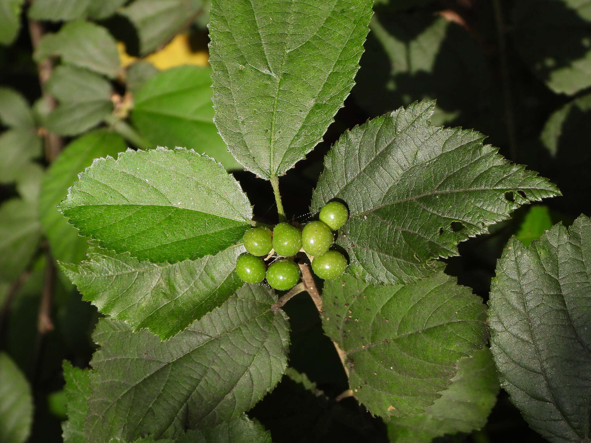 Sivun Grewia biloba var. parviflora (Bunge) Hand.-Mazz. kuva