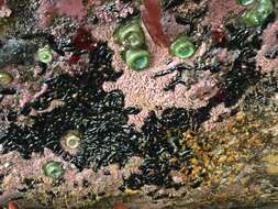 Image of tar spot sea cucumber