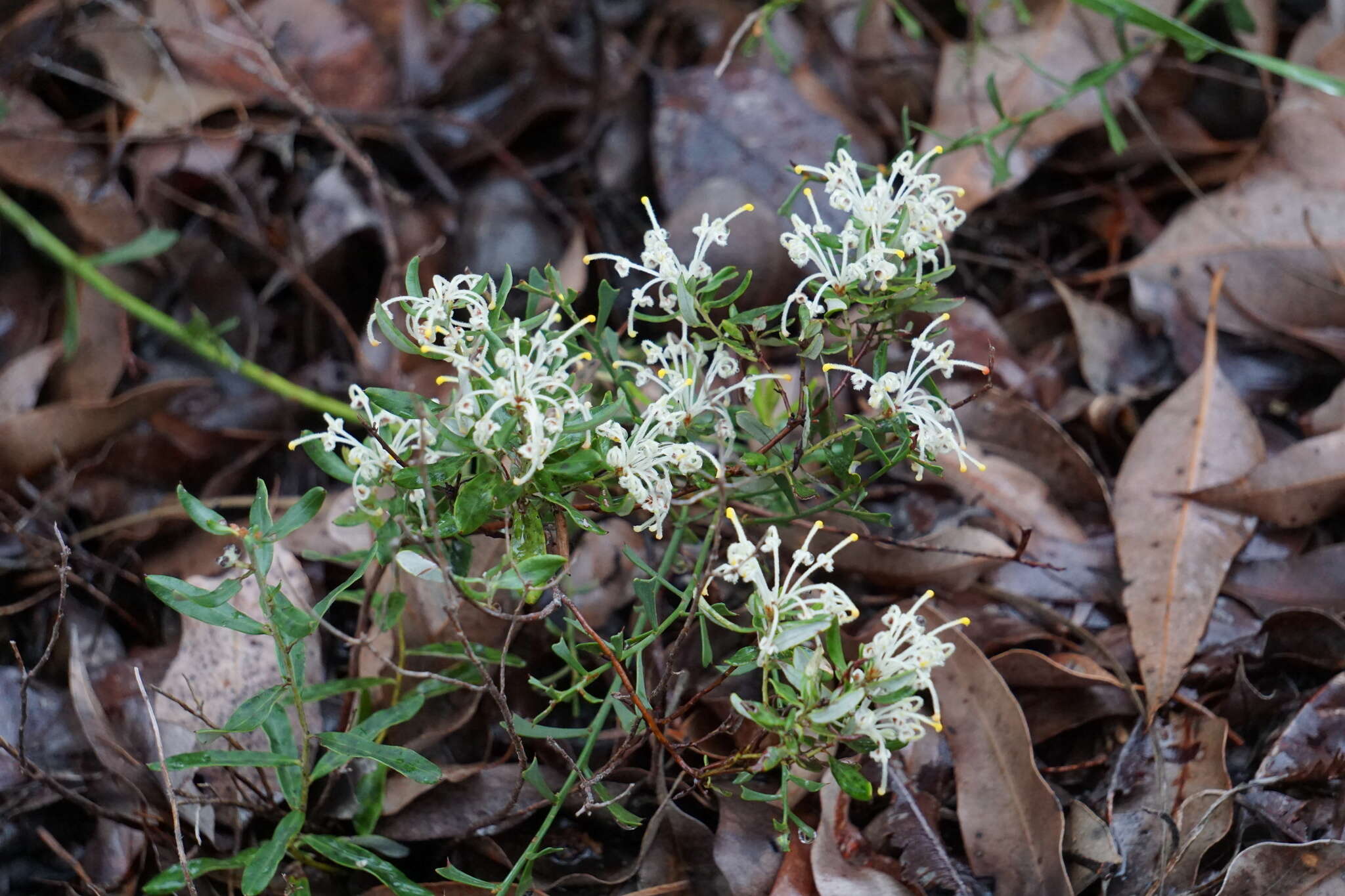 Image of Grevillea pilulifera (Lindl.) Druce