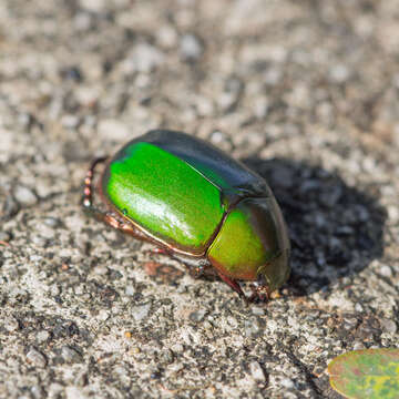 Image of Anomala cupripes (Hope 1839)