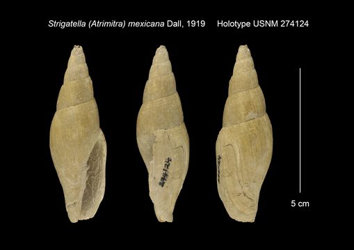 Image of <i>Strigatella mexicana</i> Dall