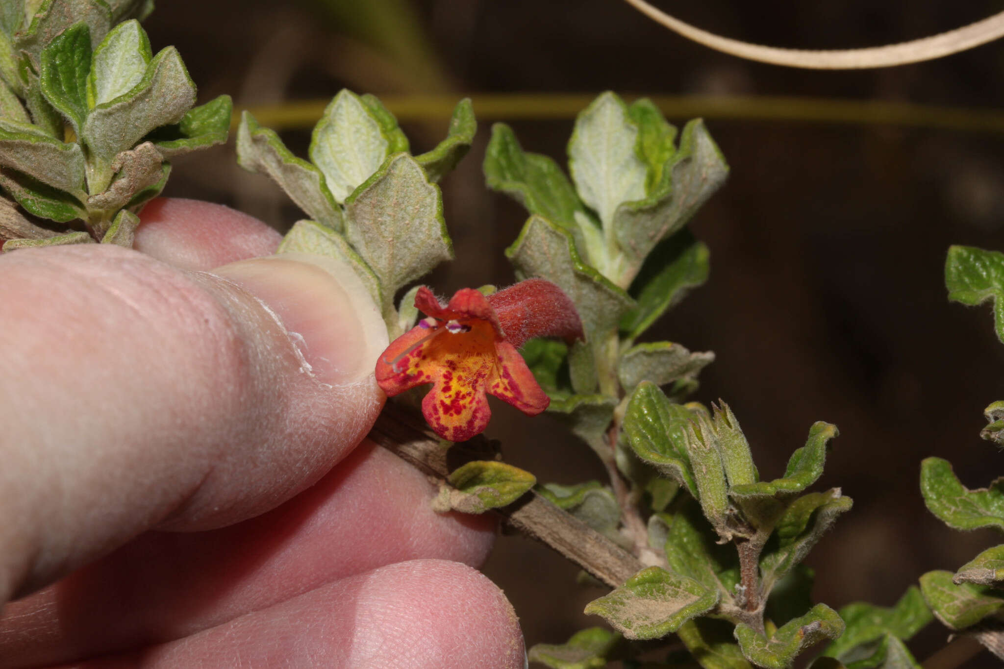 Image of Clinopodium tomentosum (Kunth) Govaerts