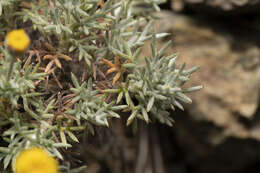 Image of Anthemis rhodensis subsp. rhodensis