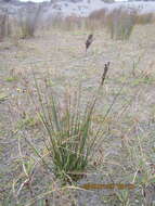 Image of Juncus kraussii Hochst.