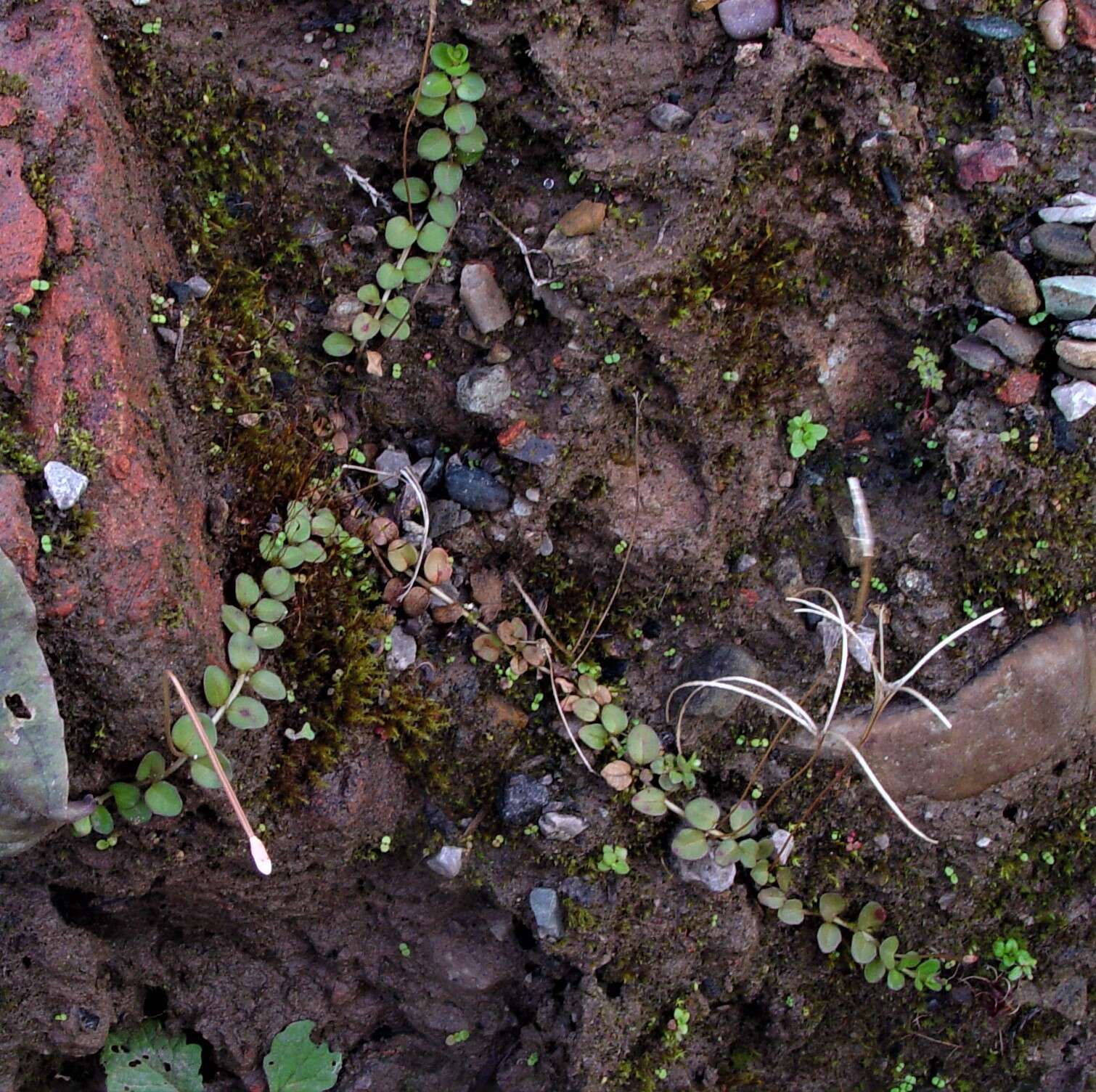 Image of Epilobium brunnescens (Cockayne) Raven & Engelhorn