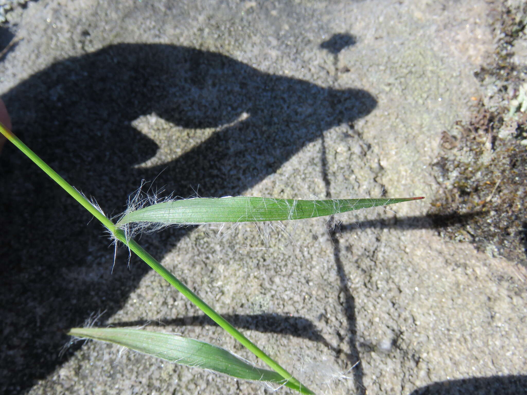 Image of Heath Wood-Rush