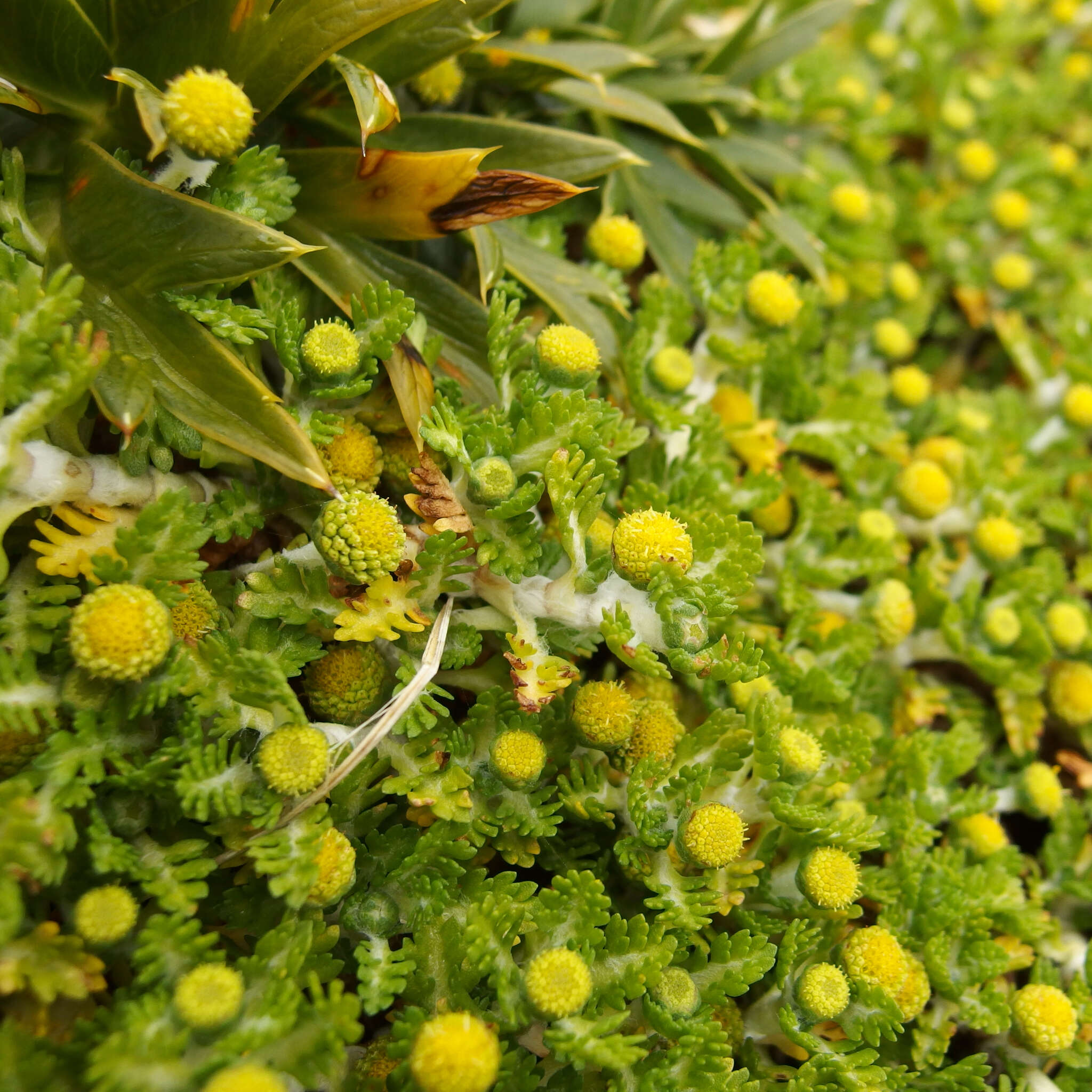 Image of Leptinella lanata Hook. fil.