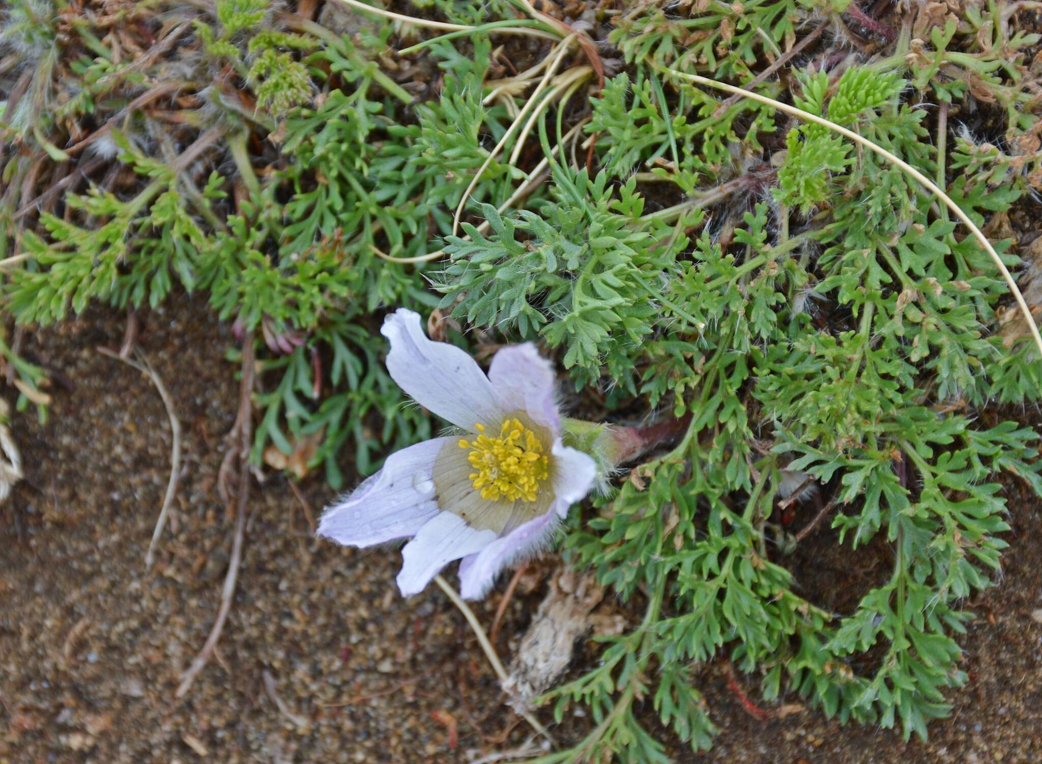 صورة Pulsatilla tenuiloba (Hayek) Juzepczuk