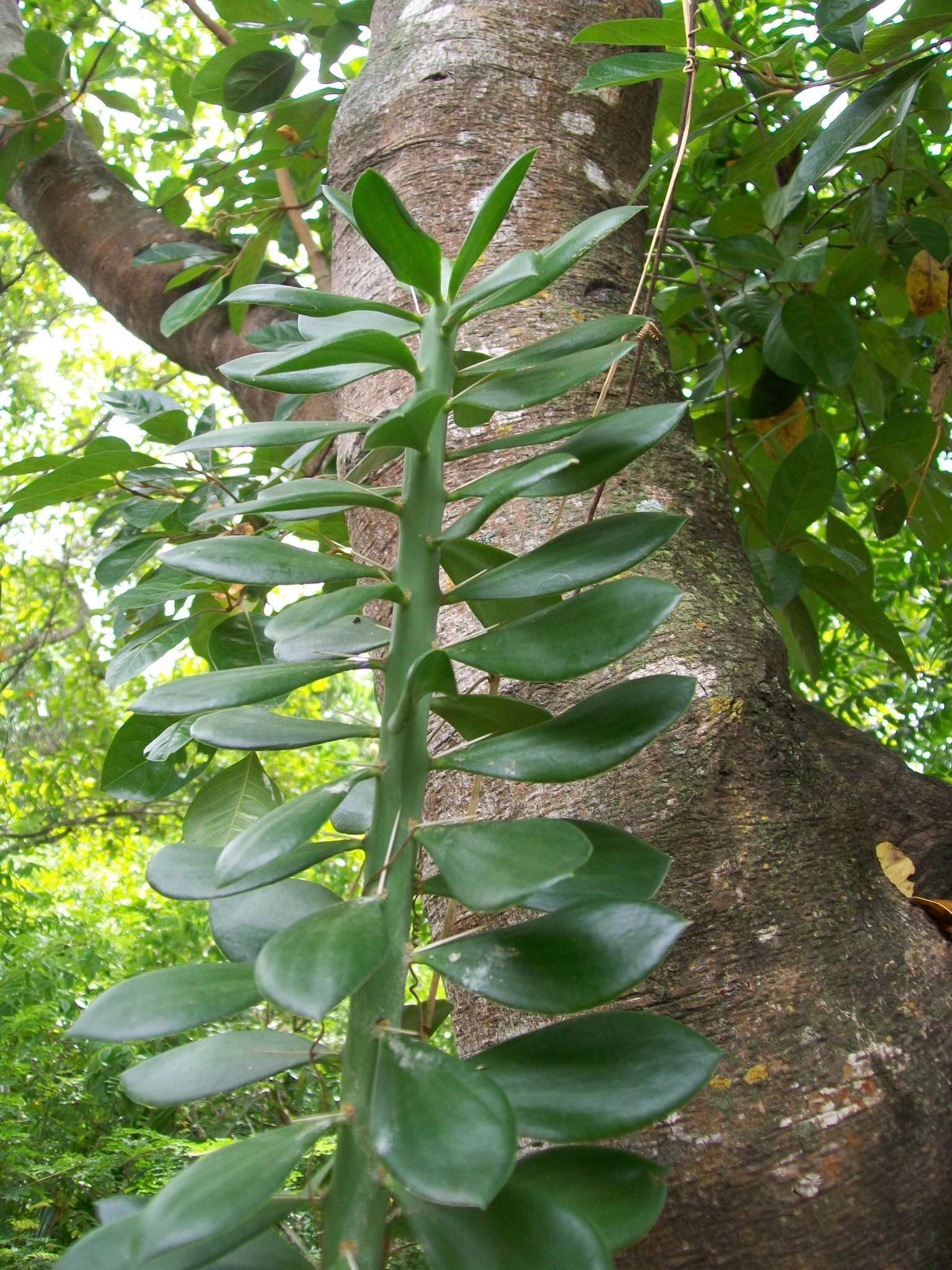 Imagem de Pereskiopsis diguetii (F. A. C. Weber) Britton & Rose