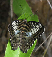 Imagem de Parthenos sylvia apicalis