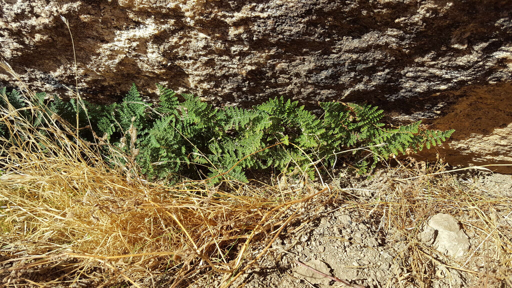 Image de Myriopteris covillei (Maxon) A. & D. Löve