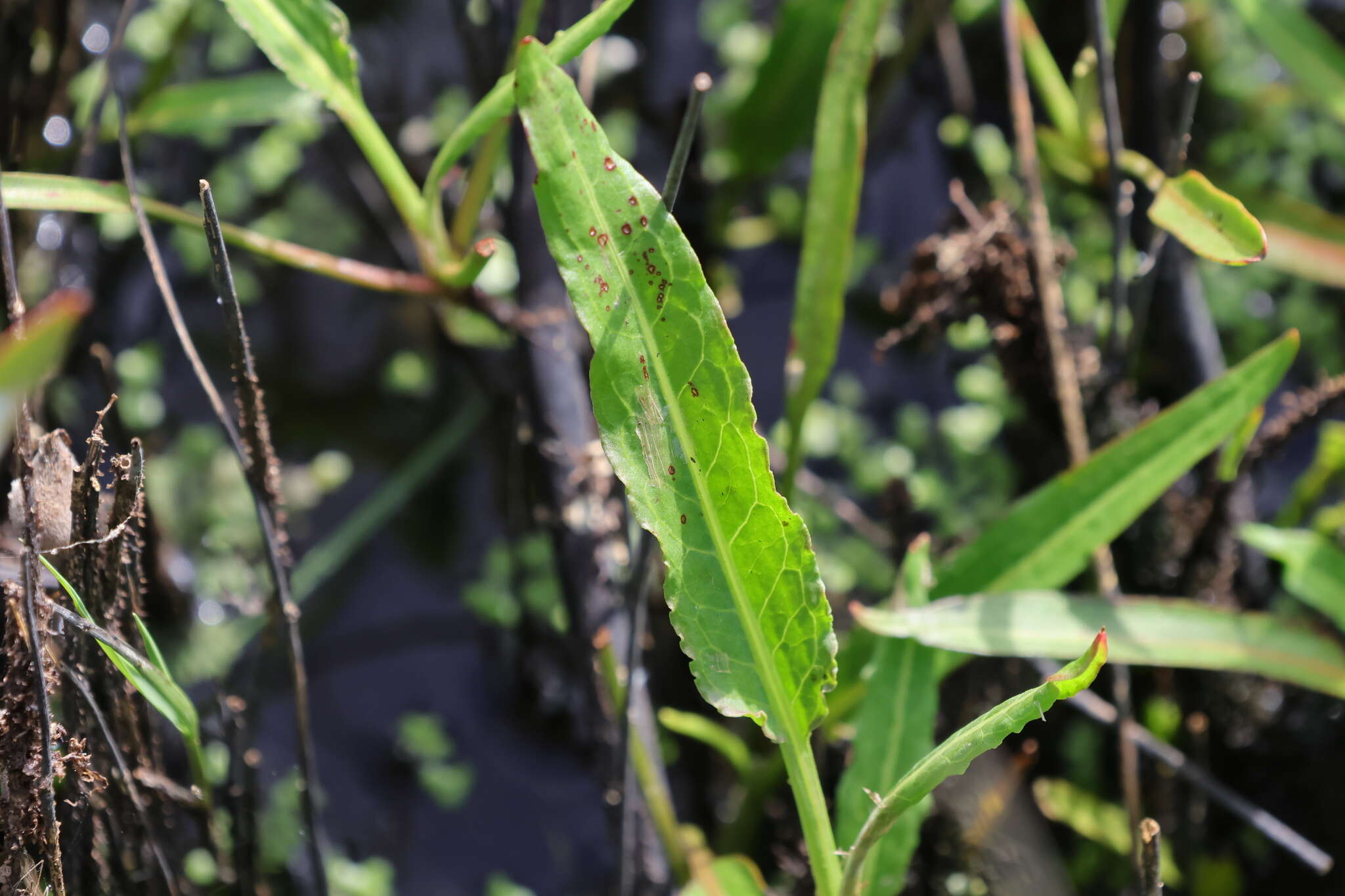 Rumex bidens R. Br. resmi