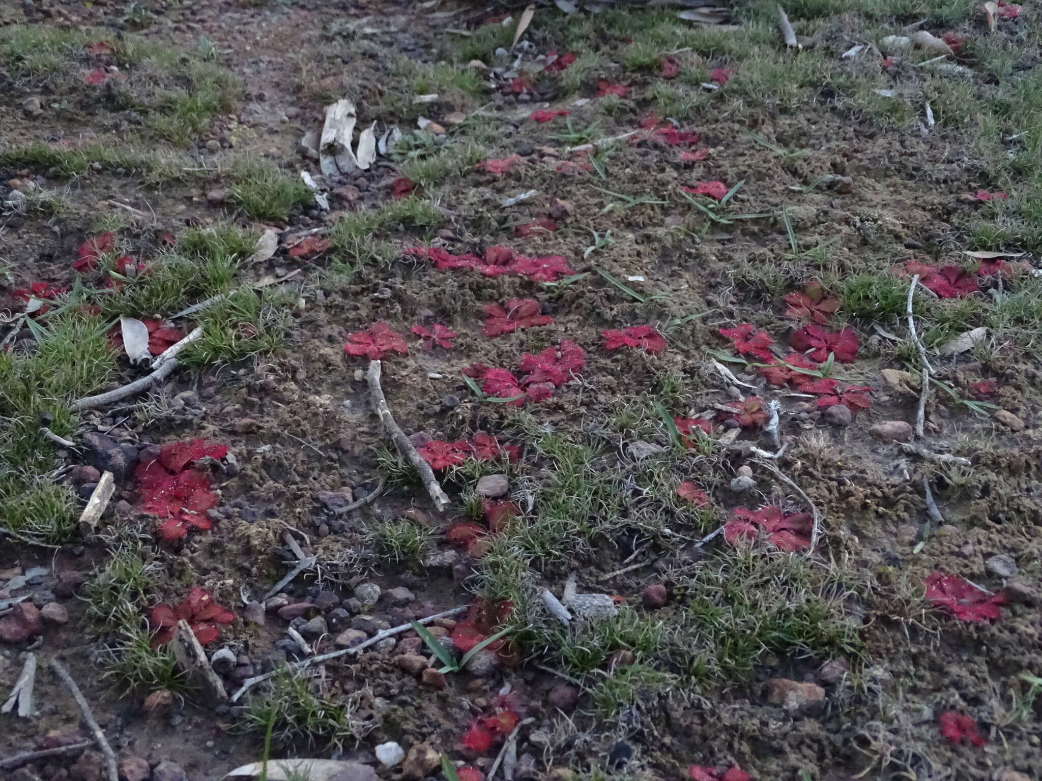 Image of Drosera praefolia Tepper