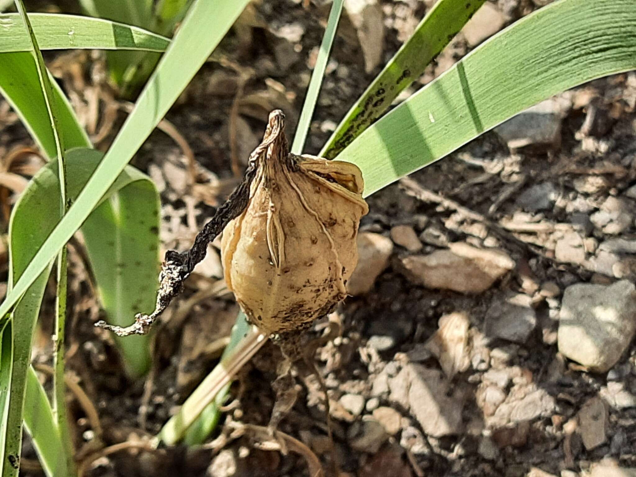 Plancia ëd Iris timofejewii Woronow