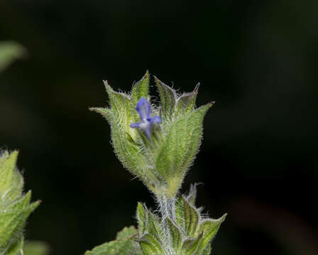 Image of Salvia hirsuta Jacq.