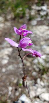 Image of Pine-pink