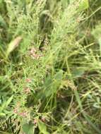 Image of prairie pinweed