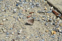 Image de Alpin à disque rouge