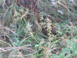 Image of skirret