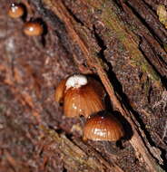 Sivun Mycena mulawaestris Grgur. 2003 kuva