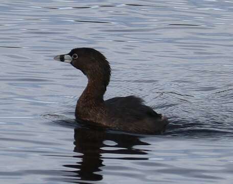 Image of Podilymbus podiceps antarcticus (Lesson & PA 1842)