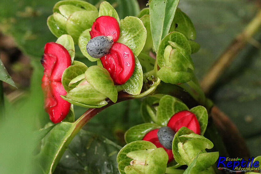 Image of Drymonia brochidodroma Wiehler