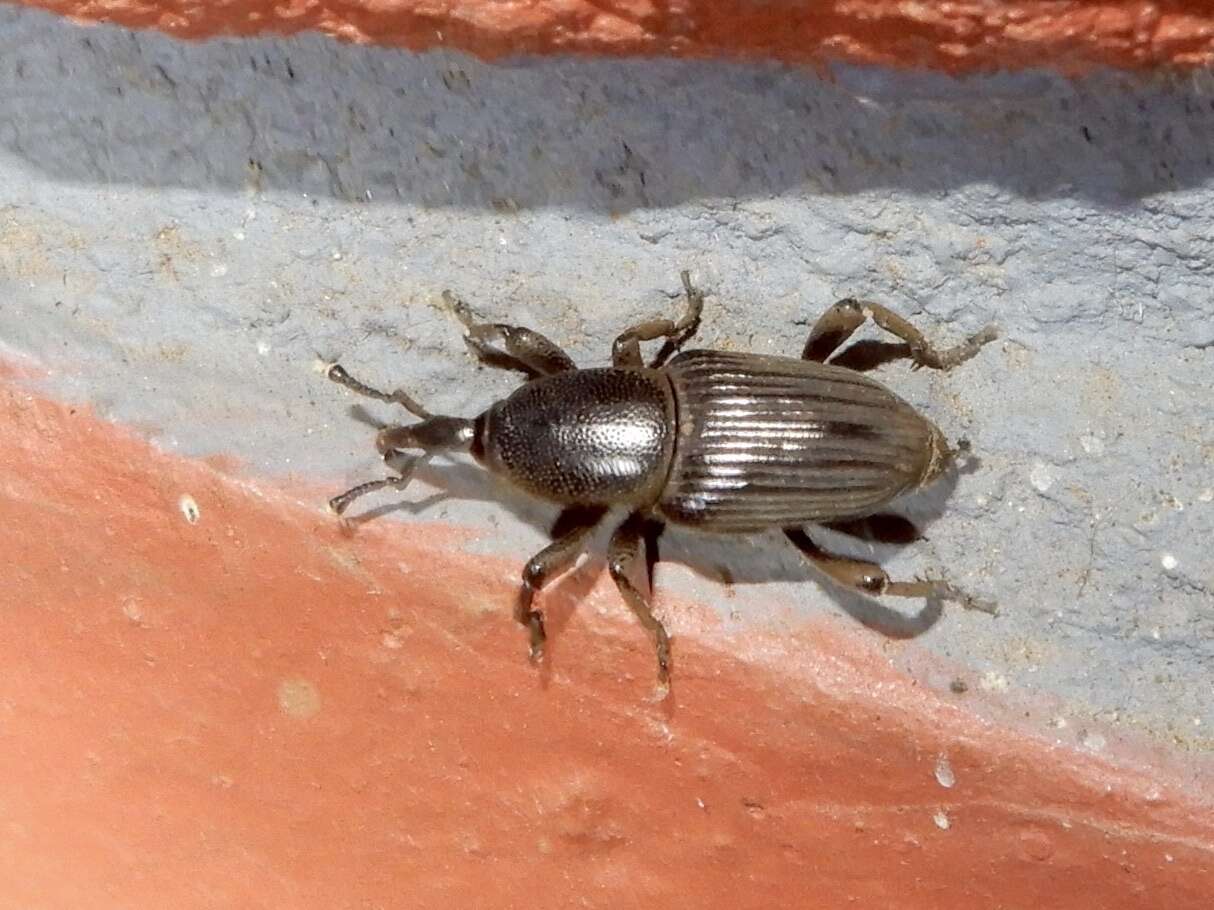 Image of Banana Root Borer