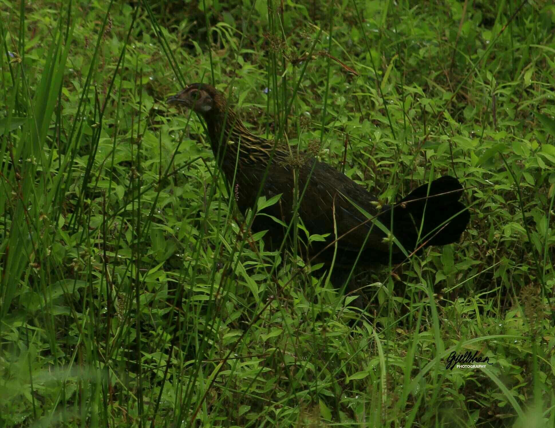 Image of Red Junglefowl