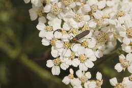 Image of Rhopalophora meeskei Casey 1891