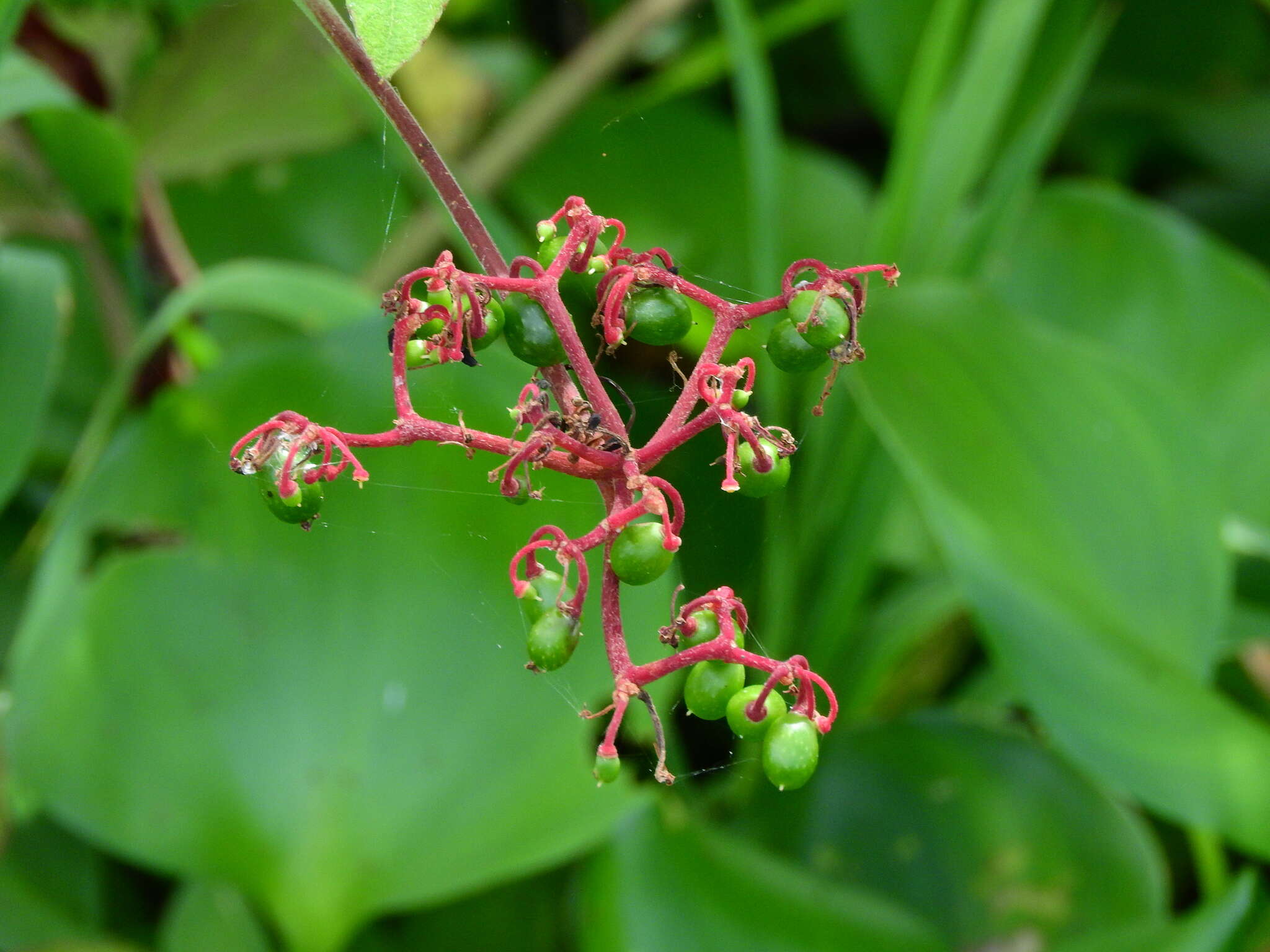 Image of Caro-de-Tres-Hojas