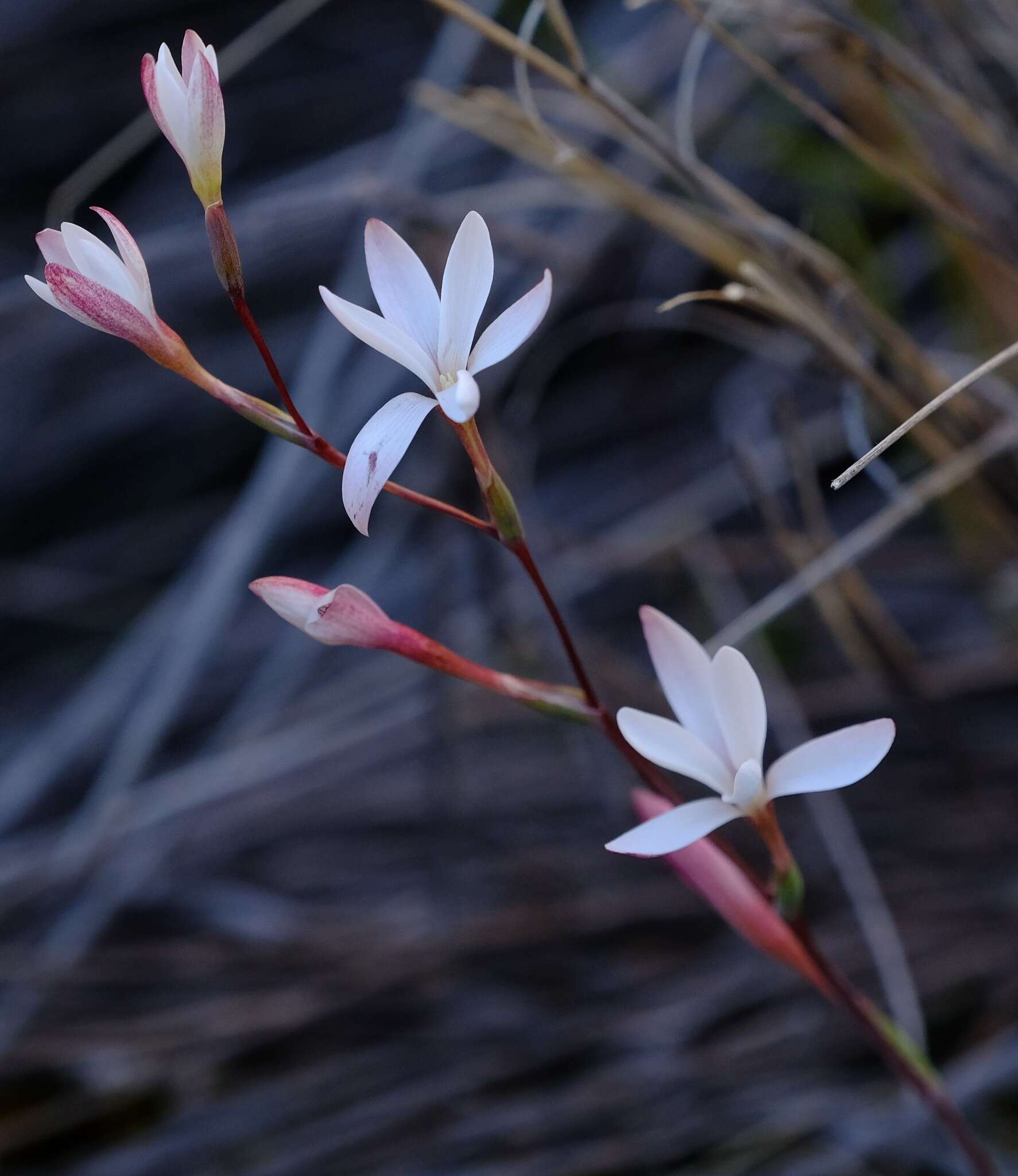 Image of Hesperantha cedarmontana Goldblatt