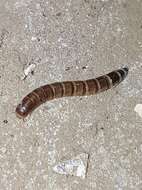 Image of Dark Mealworm