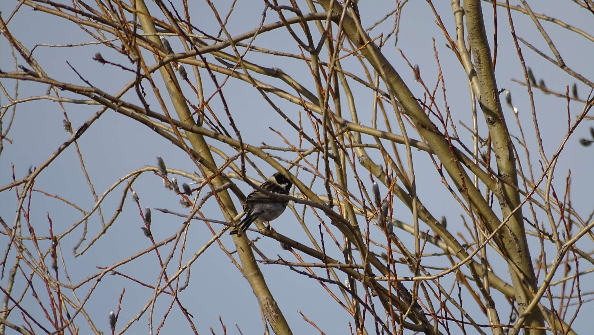 Image of Pallas's Bunting