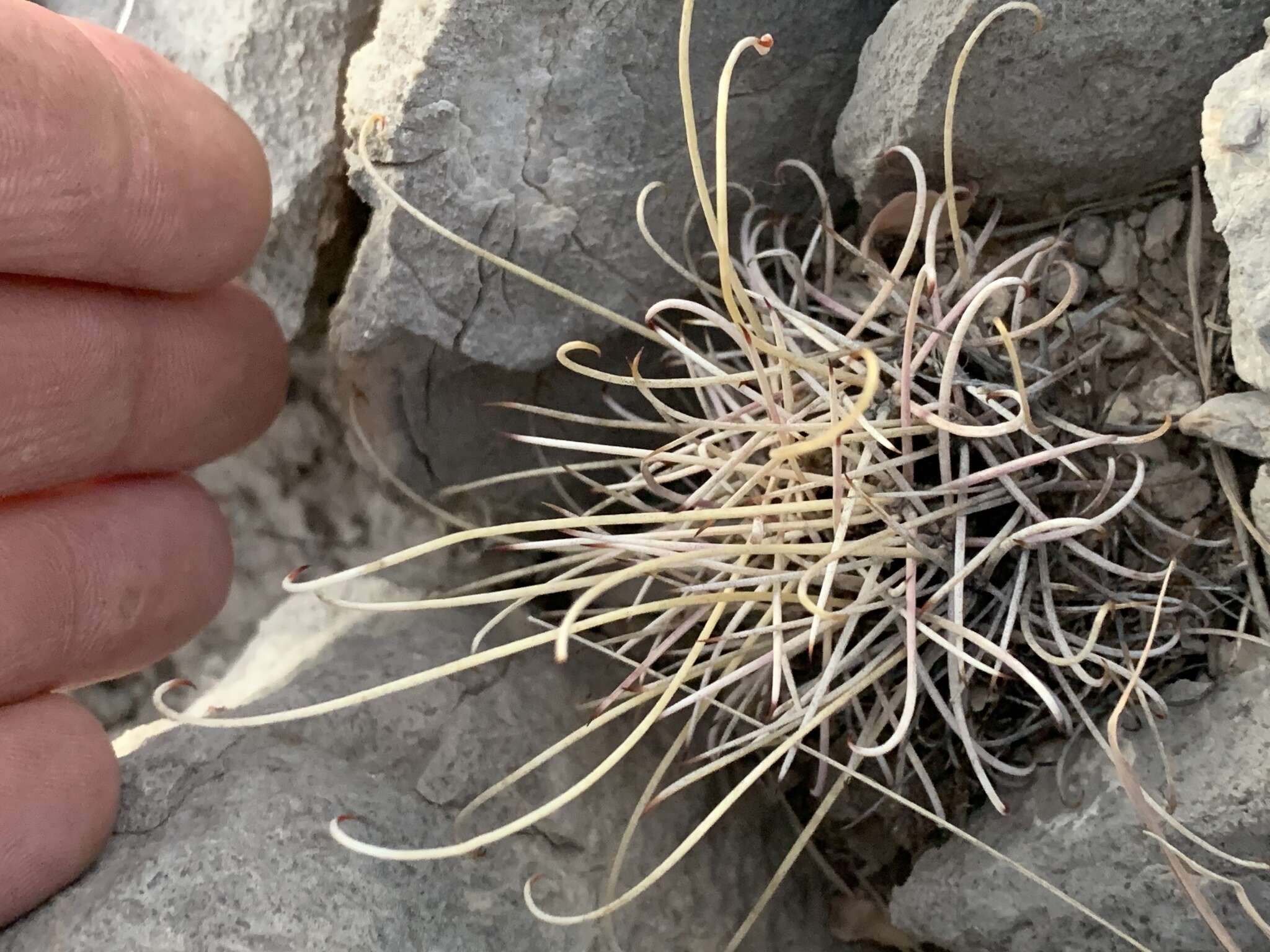 Image of Chihuahuan fishhook cactus