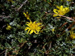 Image of Oedera humilis (Less.) N. G. Bergh