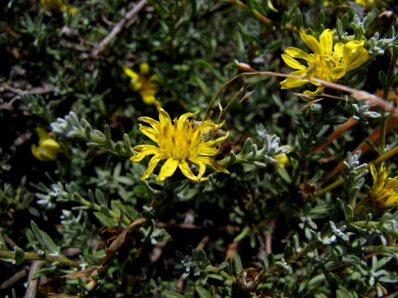 Image of Oedera humilis (Less.) N. G. Bergh