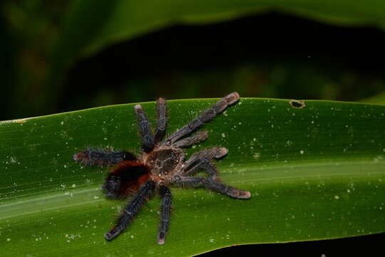 Image of Avicularia hirschii Bullmer, Thierer-Lutz & Schmidt 2006