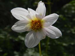 Image of Dahlia merckii Lehm.