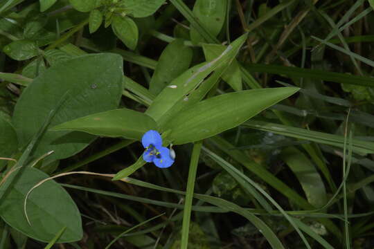 Слика од Commelina clavata C. B. Clarke