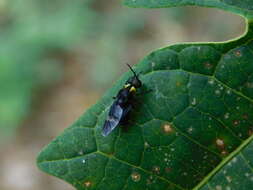 Image of Ptilocera quadridentata (Fabricius 1805)