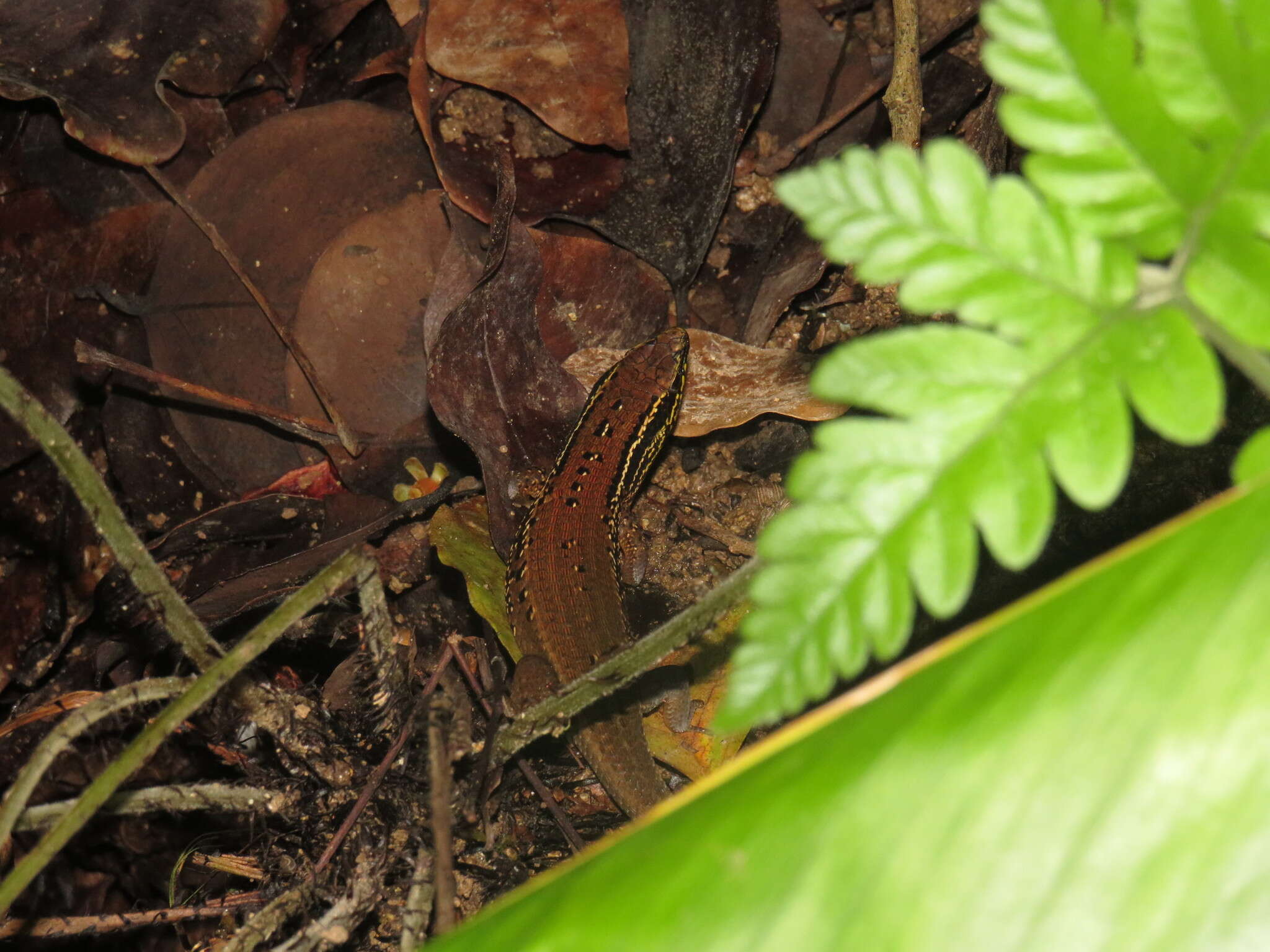 Image of Nicobar Island Skink