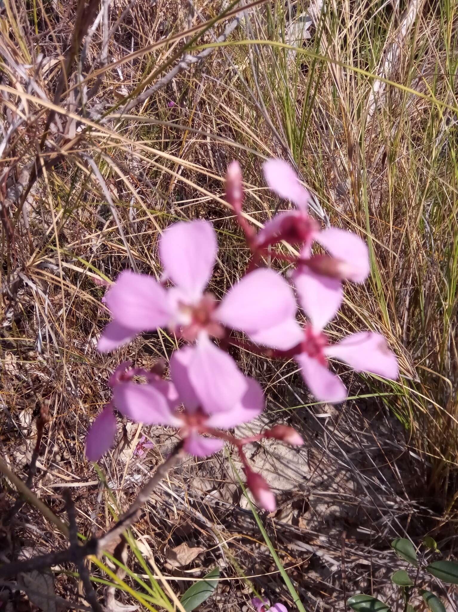 Image of Dichaetanthera crassinodis Baker